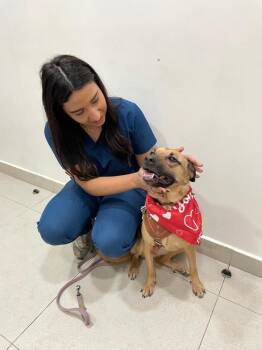 Shepherd Dogs Available for Adoption in Gig Harbor, Washington - Maya | PetCurious