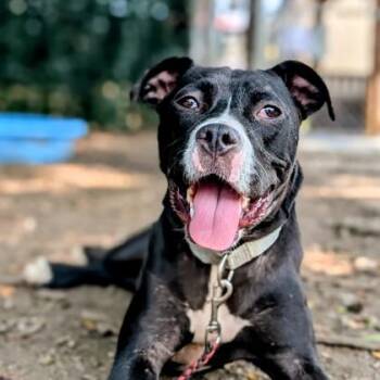 Mixed Breed Dogs Available for Adoption in Miamitown, Ohio - Cassidy | PetCurious