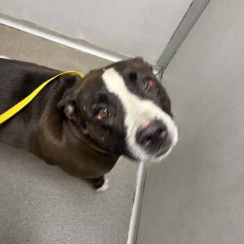 Magnolia -  American Staffordshire Terrier Dog for Adoption in Des Moines, Iowa - Magnolia | PetCurious