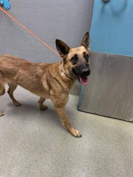 Belgian Shepherd Malinois Dogs Available for Adoption in Las Vegas, Nevada - IDA | PetCurious