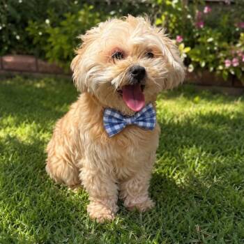 BENJI GS -  Shih Tzu Dog for Adoption in Lucas, Texas - BENJI GS | PetCurious