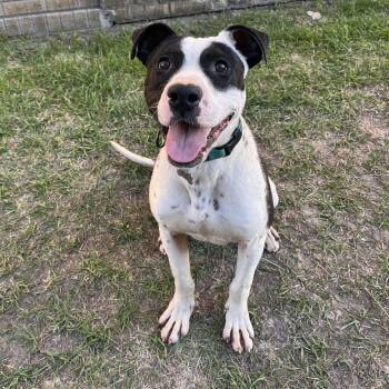 Rescue Mixed Breed Dogs for Adoption in Grand Forks, North Dakota - Bodhi | PetCurious