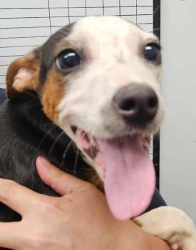 Rescue Hound Dogs for Adoption in Republic, Missouri - Cantaloupe | PetCurious