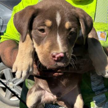 Conan -  Akita Dog for Adoption in Reno, Nevada - Conan | PetCurious