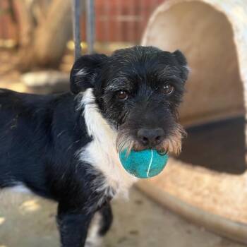 FINNEGAN -  Fox Terrier and Miniature Schnauzer Dog for Adoption in St. Augustine, Florida - FINNEGAN | PetCurious