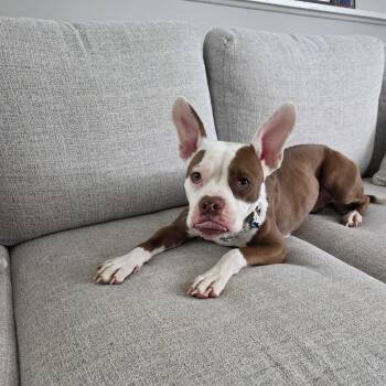 English Bulldog and American Staffordshire Terrier Dogs Available for Adoption in Wheaton, Illinois - Billie Jean | PetCurious