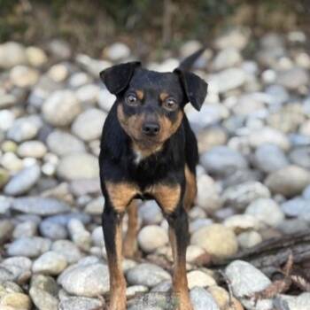 Miniature Pinscher Dogs Available for Adoption in Richmond, California - CRUNCH | PetCurious