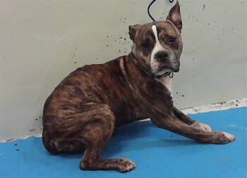 Staffordshire Bull Terrier and Mixed Breed Dogs Available for Adoption in Houston, Texas - LANCE | PetCurious