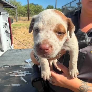 Kate -  Cattle Dog and Mixed Breed Dog for Adoption in Buchanan Dam, Texas - Kate | PetCurious