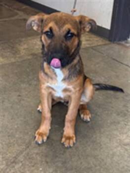 GOOSE -  German Shepherd Dog Dog for Adoption in Ontario, California - GOOSE | PetCurious