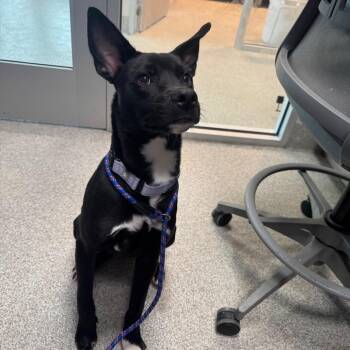 Dio -  Mixed Breed Dog for Adoption in Englewood, Florida - Dio | PetCurious