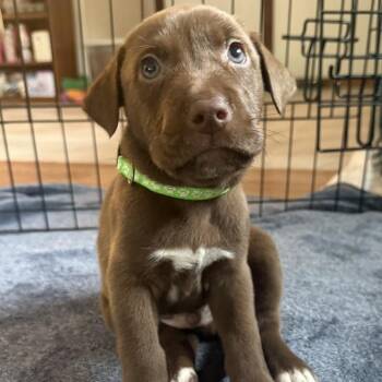 Labrador Retriever Dogs Available for Adoption - Nulo | PetCurious