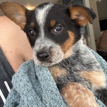 Famous Amos -  Australian Cattle Dog Blue Heeler and Australian Shepherd Dog for Adoption - Famous Amos | PetCurious