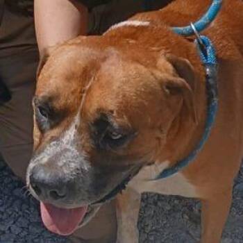 Bowser -  Boxer and Mixed Breed Dog for Adoption in Valley, Alabama - Bowser | PetCurious