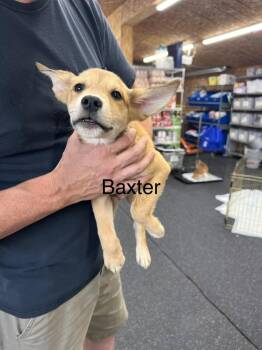 Baxter -  Labrador Retriever and American Eskimo Dog Dog for Adoption in Irwin, Pennsylvania - Baxter | PetCurious