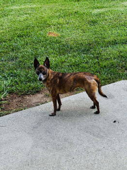Rescue Chihuahua Dogs for Adoption in Gulfport, Mississippi - Chica | PetCurious