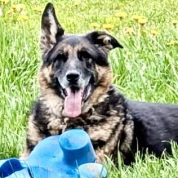 Vader Courtesy Listing -  German Shepherd Dog Dog Available for Adoption in Westfield, New York - Vader Courtesy Listing | PetCurious