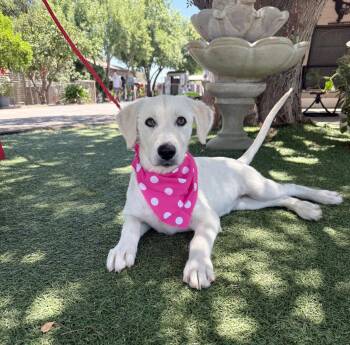 Kira -  Labrador Retriever Dog for Adoption in Temecula, California - Kira | PetCurious