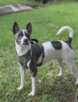 Rocky -  Boston Terrier and Terrier Dog for Adoption in El Dorado, Arkansas - Rocky | PetCurious