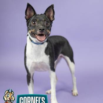 Pippa -  Chihuahua Dog for Adoption in Portland, Oregon - Pippa | PetCurious