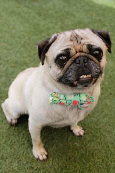 Triscuit -  Pug Dog for Adoption in Gardena, California - Triscuit | PetCurious