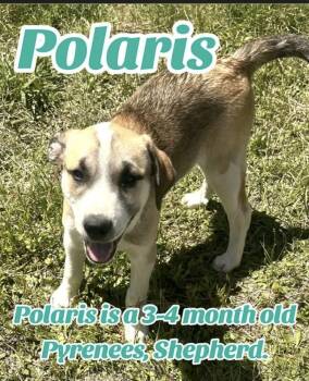 Great Pyrenees and Shepherd Dogs Available for Adoption - Polaris | PetCurious