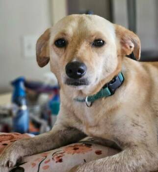 Miracle Chi3 -  Chihuahua and Labrador Retriever Dog for Adoption in South Kingstown, Rhode Island - Miracle Chi3 | PetCurious
