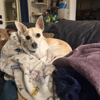 Daddy Fat Snacks -  Chihuahua Dog for Adoption in Hillsborough, North Carolina - Daddy Fat Snacks | PetCurious