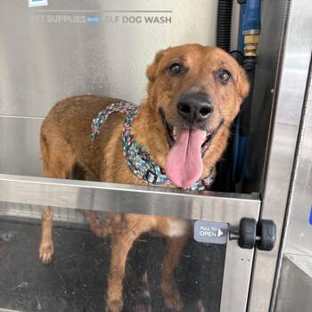 Penny -  Retriever Dog for Adoption in Atlanta, Georgia - Penny | PetCurious