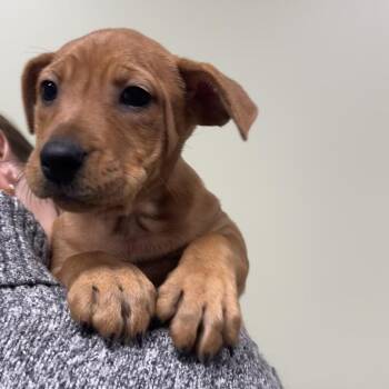 Mixed Breed Dogs Available for Adoption - Remmington | PetCurious