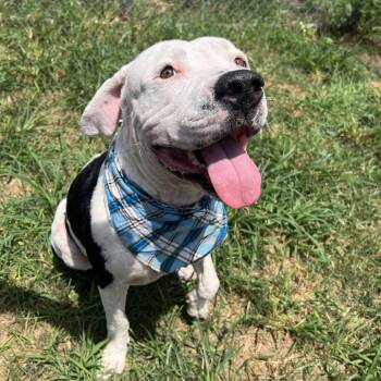 Rescue American Staffordshire Terrier Dogs for Adoption in Pittsburgh, Pennsylvania - Jase | PetCurious