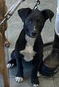 Labrador Retriever Dogs Available for Adoption - REMEY | PetCurious