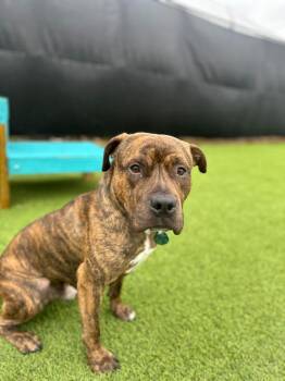 Mixed Breed Dogs Available for Adoption in Detroit, Michigan - Prince | PetCurious