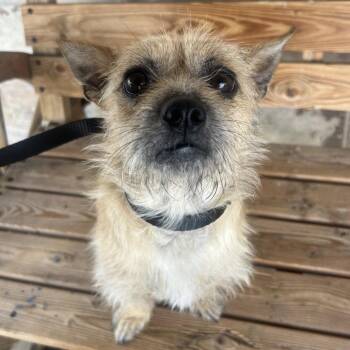 PENELOPE -  Terrier Dog for Adoption in Chico, California - PENELOPE | PetCurious