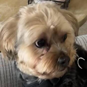 Yorkshire Terrier and Shih Tzu Dogs Available for Adoption in Greenfield, Indiana - Sami | PetCurious