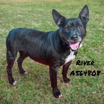Pit Bull Terrier Dogs Available for Adoption - RIVER | PetCurious