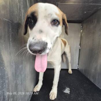Hound Dogs Available for Adoption in San Antonio, Texas - FINN | PetCurious