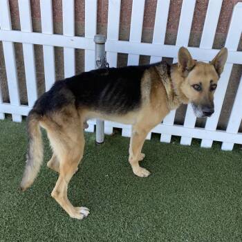 BUDDY -  German Shepherd Dog Dog for Adoption in Modesto, California - BUDDY | PetCurious