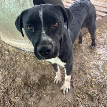 Prince -  Black Labrador Retriever Dog for Adoption in Lubbock, Texas - Prince | PetCurious