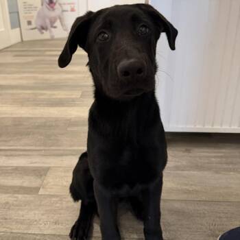 Kane -  Labrador Retriever and Mixed Breed Dog for Adoption in Los Angeles, California - Kane | PetCurious