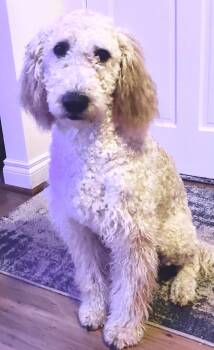 Poodle Dogs Available for Adoption in Portland, Oregon - Lady | PetCurious