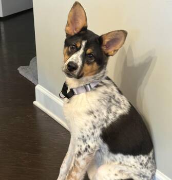 Ailee -  Australian Cattle Dog Blue Heeler and Mixed Breed Dog for Adoption in Rock Hill, South Carolina - Ailee | PetCurious