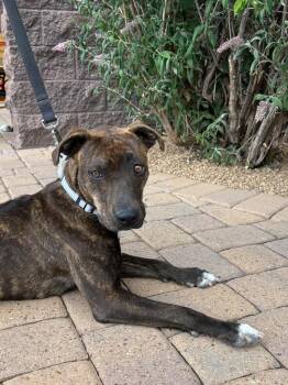 Bobbie Jo -  Mountain Cur Dog for Adoption in Cottonwood, Arizona - Bobbie Jo | PetCurious