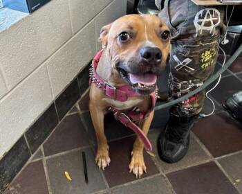 Jeremiah Thee Bullfrog -  Mixed Breed Dog for Adoption in New York, New York - Jeremiah Thee Bullfrog | PetCurious
