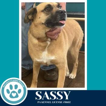 Shepherd and Boxer Dogs Available for Adoption in Kimberton, Pennsylvania - Sassy 050226 | PetCurious