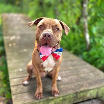 Rescue Mixed Breed Dogs for Adoption in Clearwater, Florida - Rusty | PetCurious