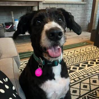 Libby -  Bernadoodle Dog for Adoption in St. Thomas, Ontario - Libby | PetCurious