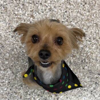 Yorkshire Terrier Dogs Available for Adoption in Detroit Lakes, Minnesota - Maelie | PetCurious