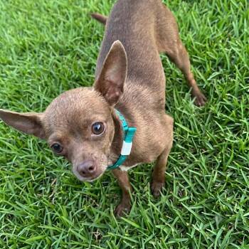 Osiris -  Chihuahua Dog for Adoption in Las Vegas, Nevada - Osiris | PetCurious