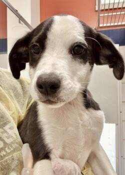 Ranger -  Labrador Retriever and Mixed Breed Dog for Adoption in Morristown, New Jersey - Ranger | PetCurious